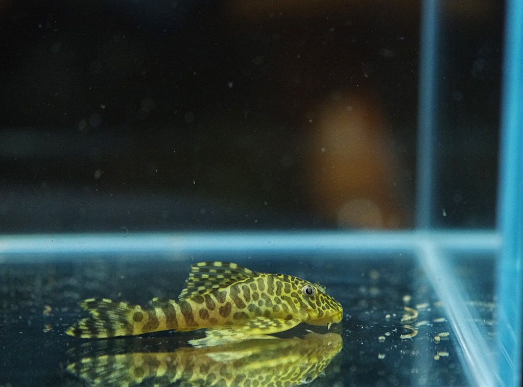 Leopard Frog Pleco (L134)