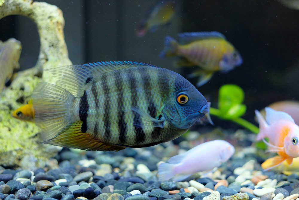 Blue Severum