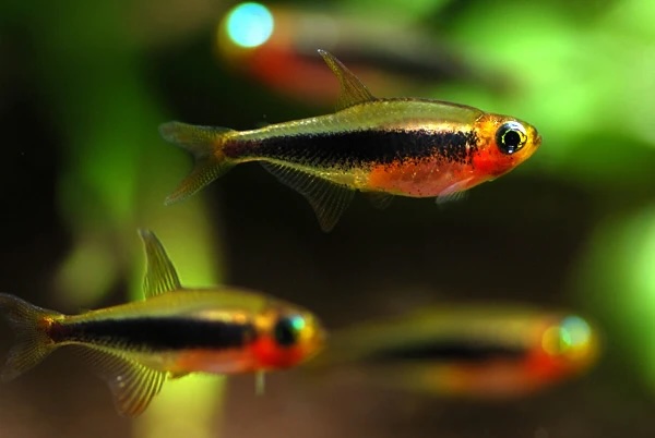 Toucan Tetra