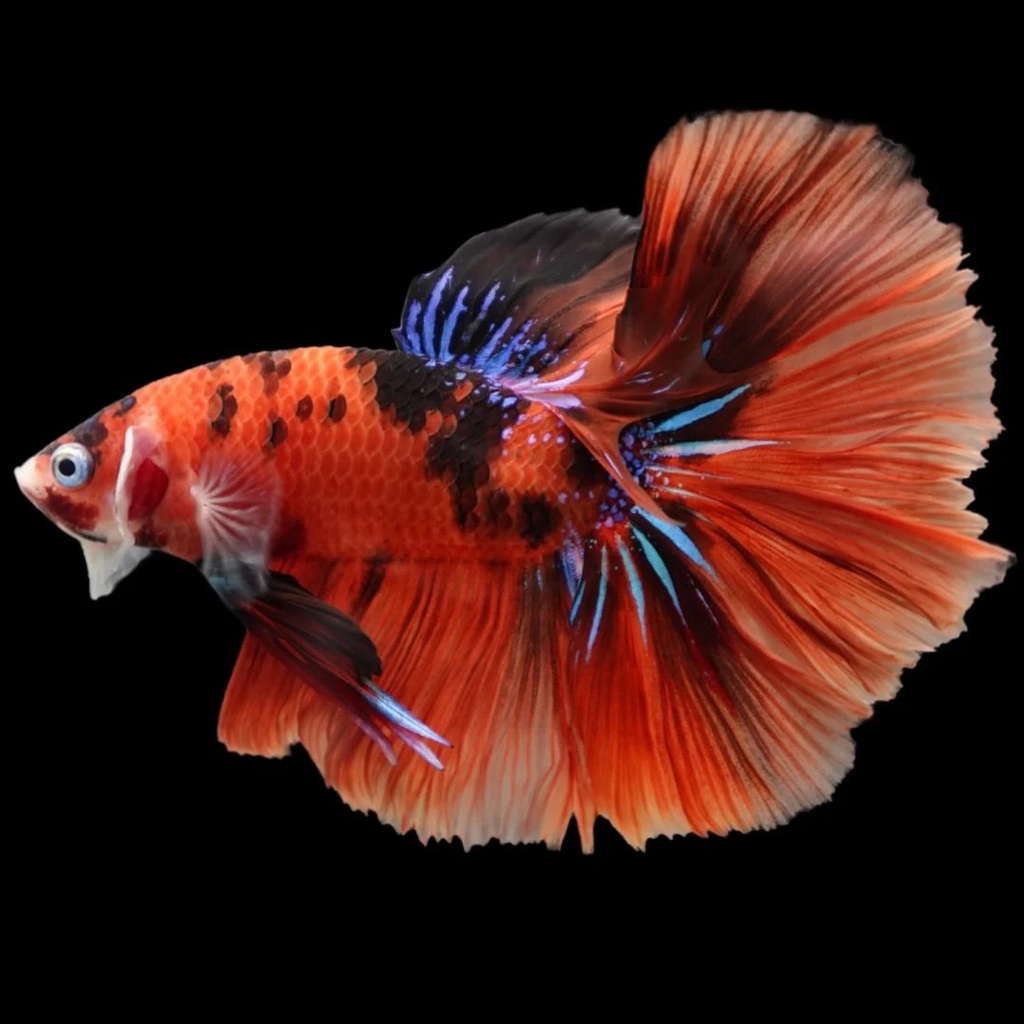 Half Moon Koi Candy Betta