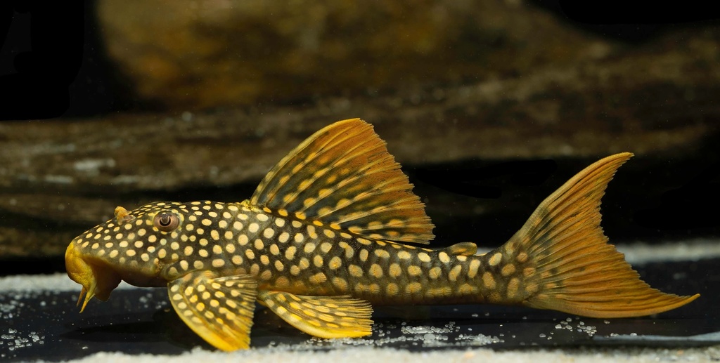 Sunshine Pleco (L014)