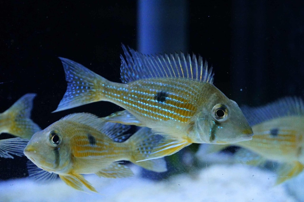 Cheek-Stripe Eartheater