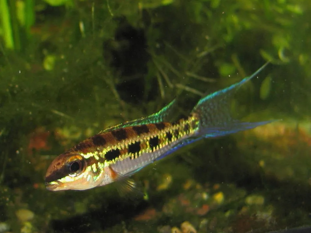 Checkerboard Cichlid