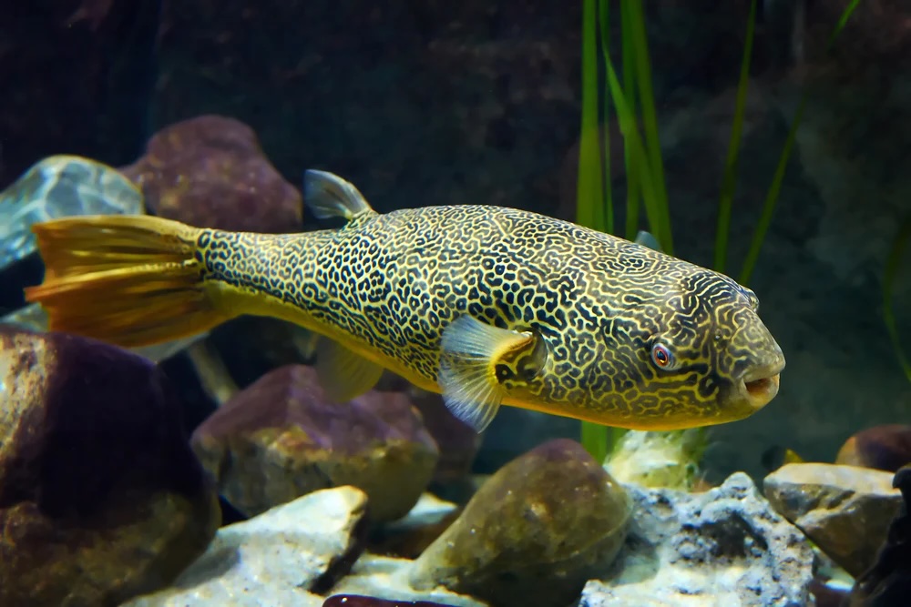 Mbu Puffer