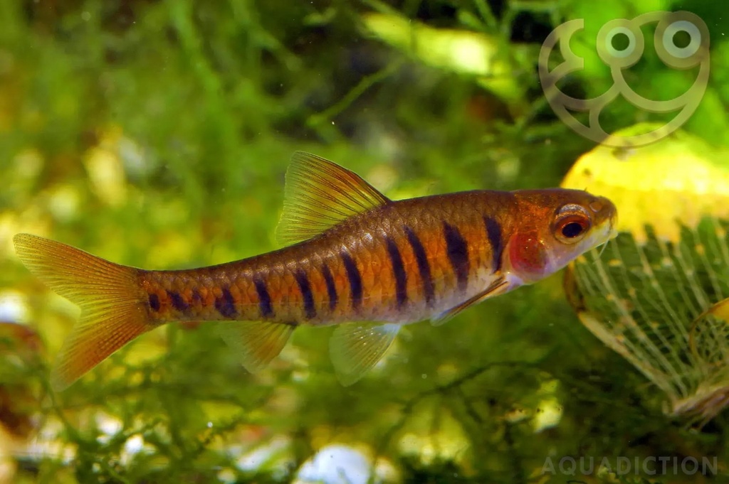 African Banded Barb (Rare)