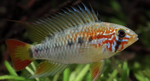 Apistogramma macmasteri