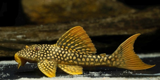 Sunshine Pleco (L014)