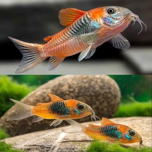 Orange Venezuelan Corydoras