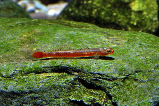 Red Birdsong Goby
