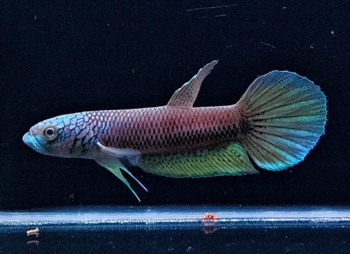 Betta Antuta