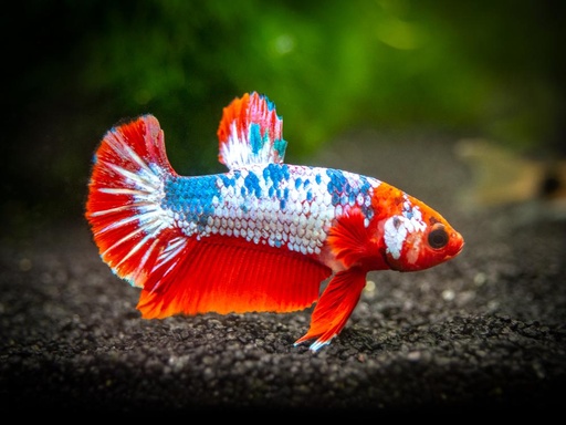 Plakat Betta