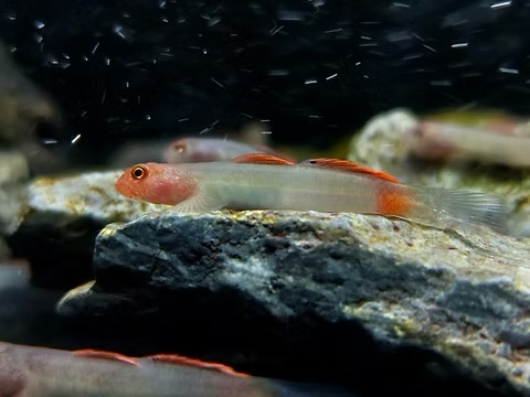 Mekongga Stream Goby