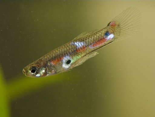 Amazon Guppy