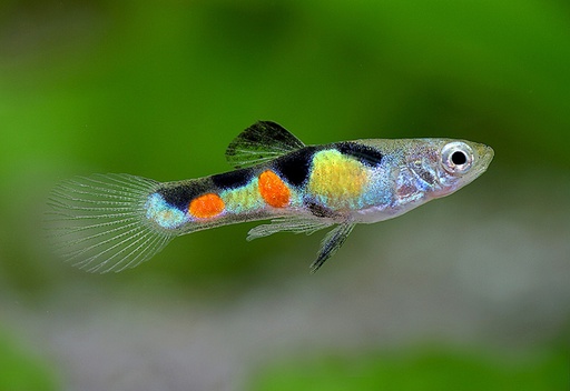 Endler’s Guppy