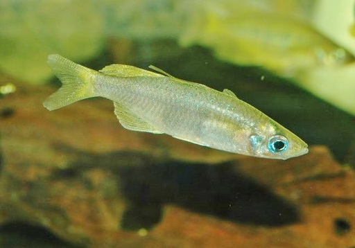 Matano Rainbowfish