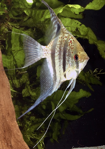 Red Spot Angelfish