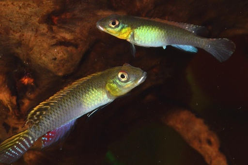 Splendid Kribensis