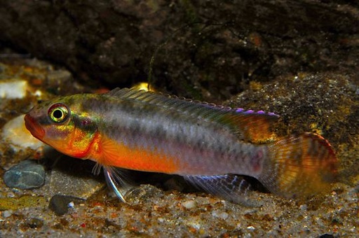 Congochromis Sabinae