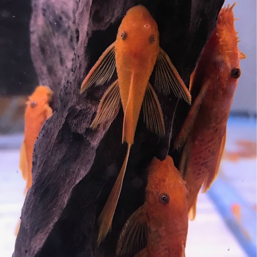 Super Red Longfin BN Pleco