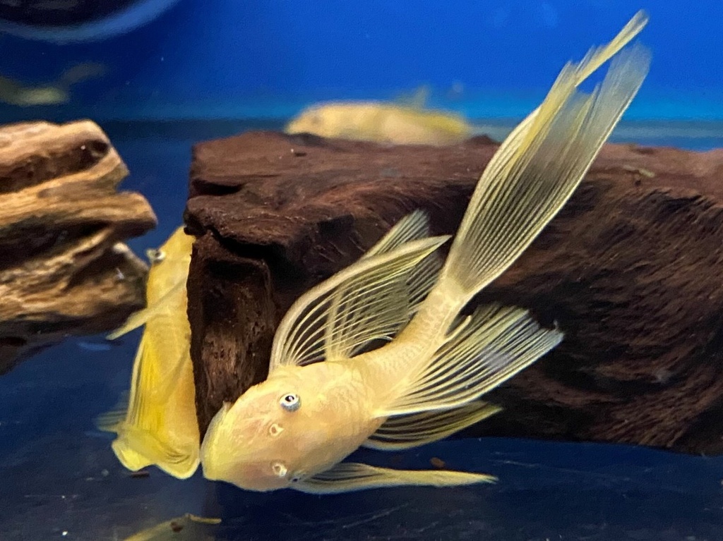 Lemon Yellow Longfin BN Pleco | 108 Aquariums