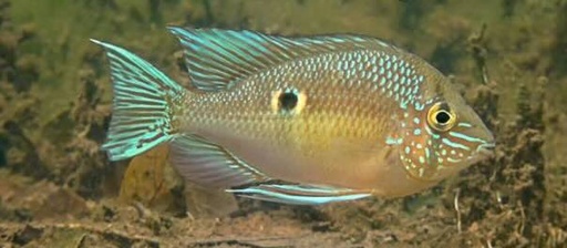 Eyespot Cichlid