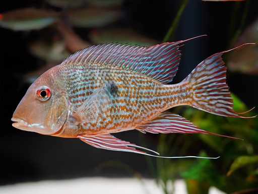 Geophagus abalios