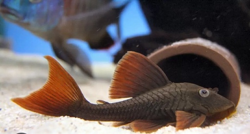 L137 Blue Eyed Red Fin Pleco (Hypostomus soniae)
