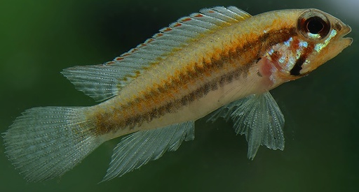 Apistogramma psammophila