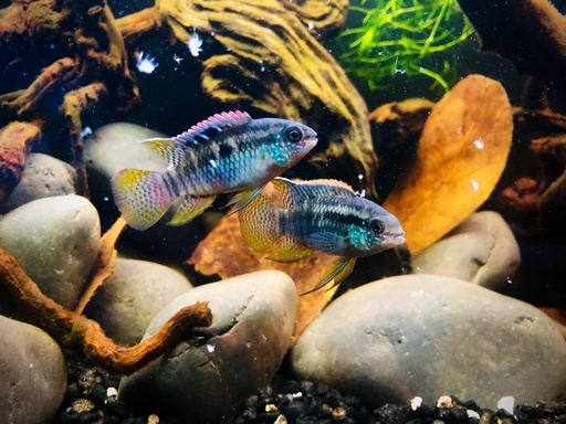 Laetacara dorsigera (Redbreast acara)